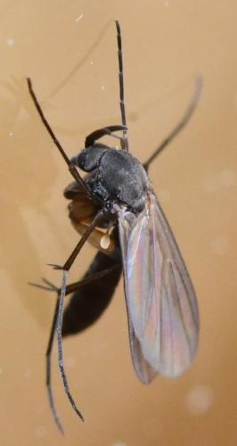 Cordyla crassicornis